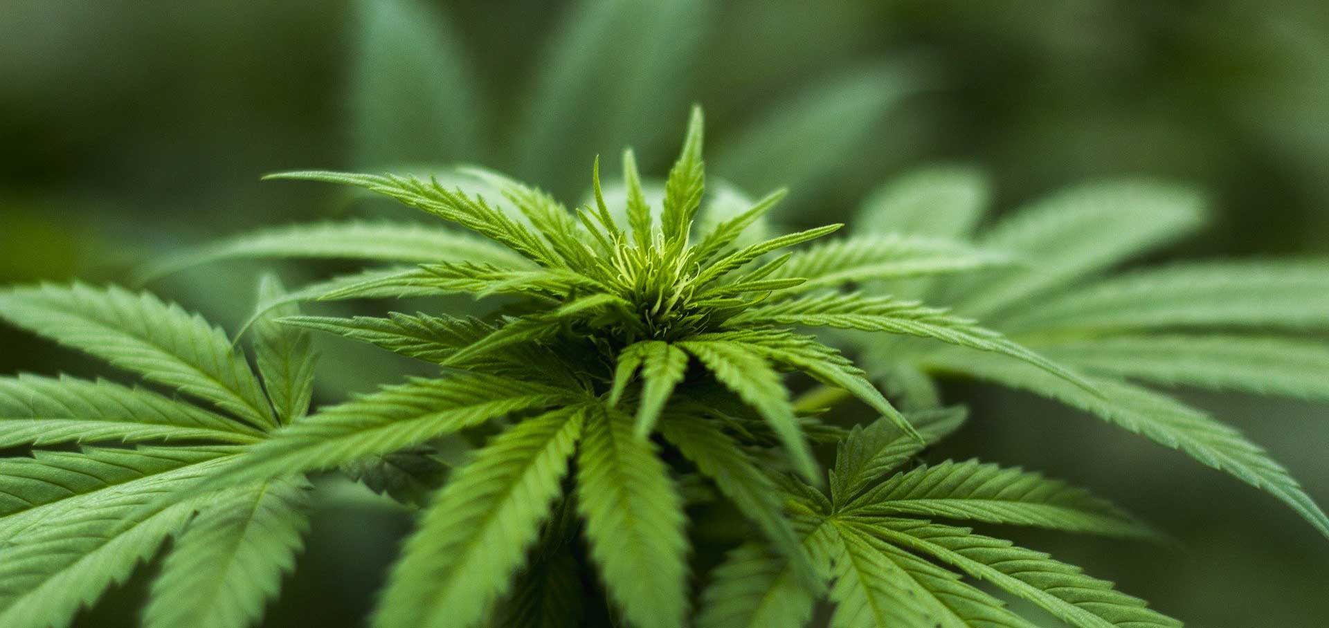 Cannabis-Konsumenten tragen ein höheres Schlaganfallrisiko 