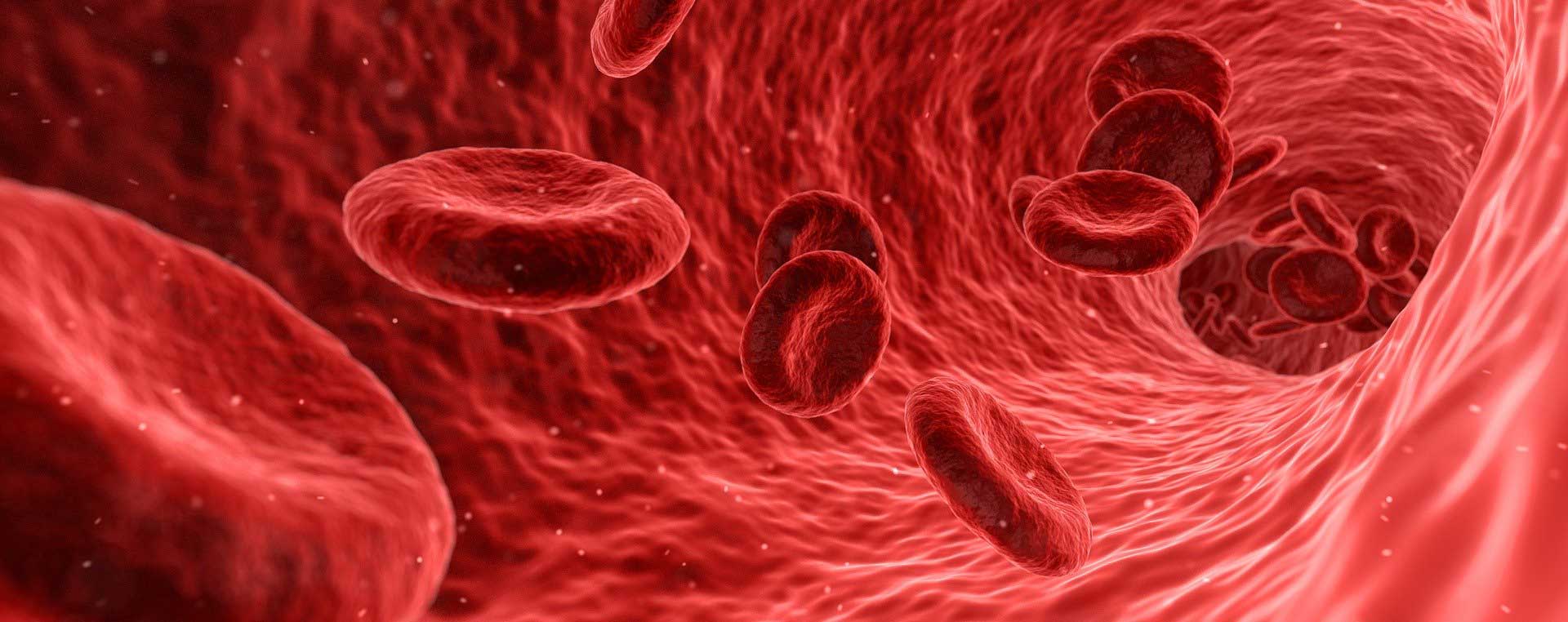 Blutzellen 