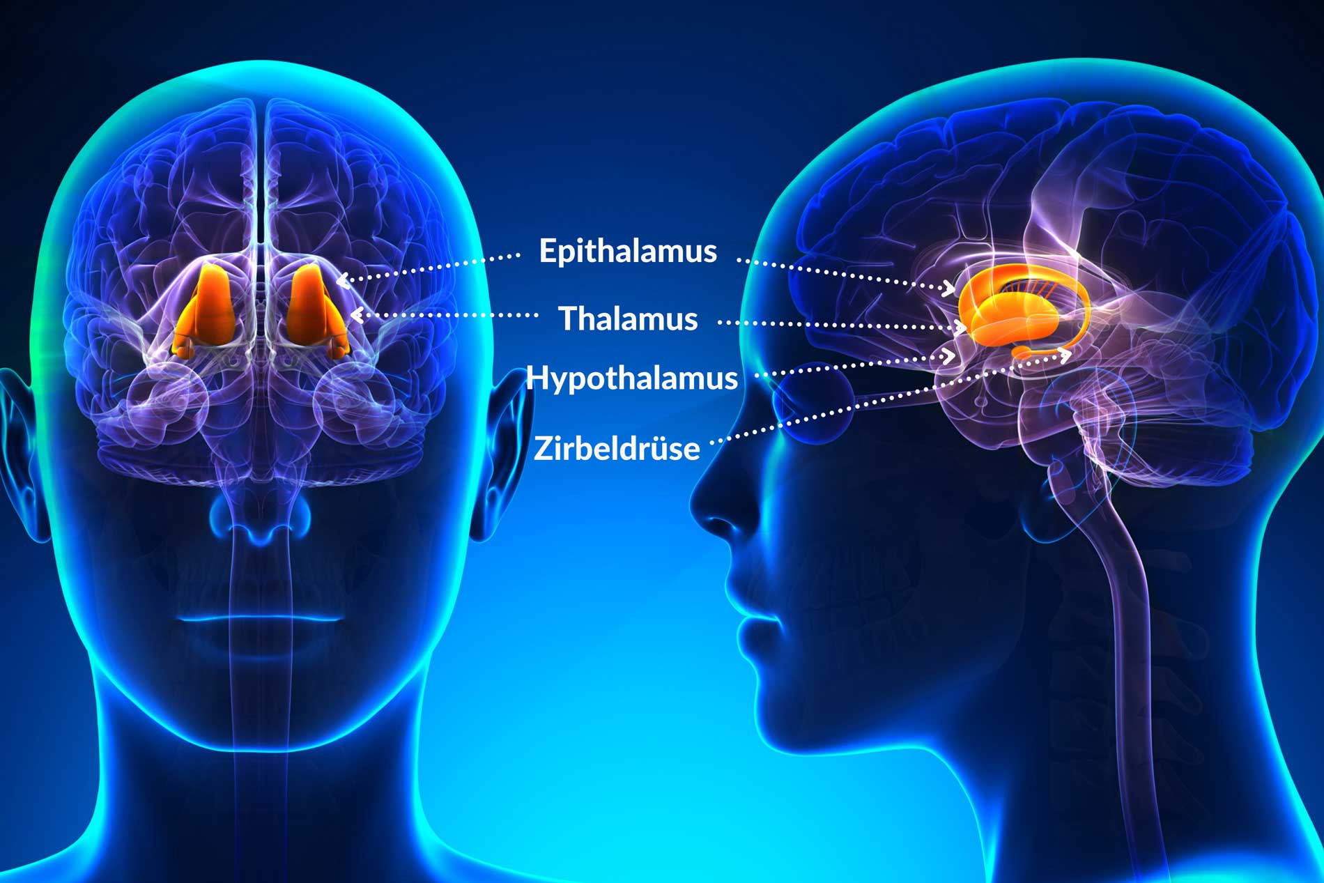 Lage des Thalamus im menschlichen Gehirn
