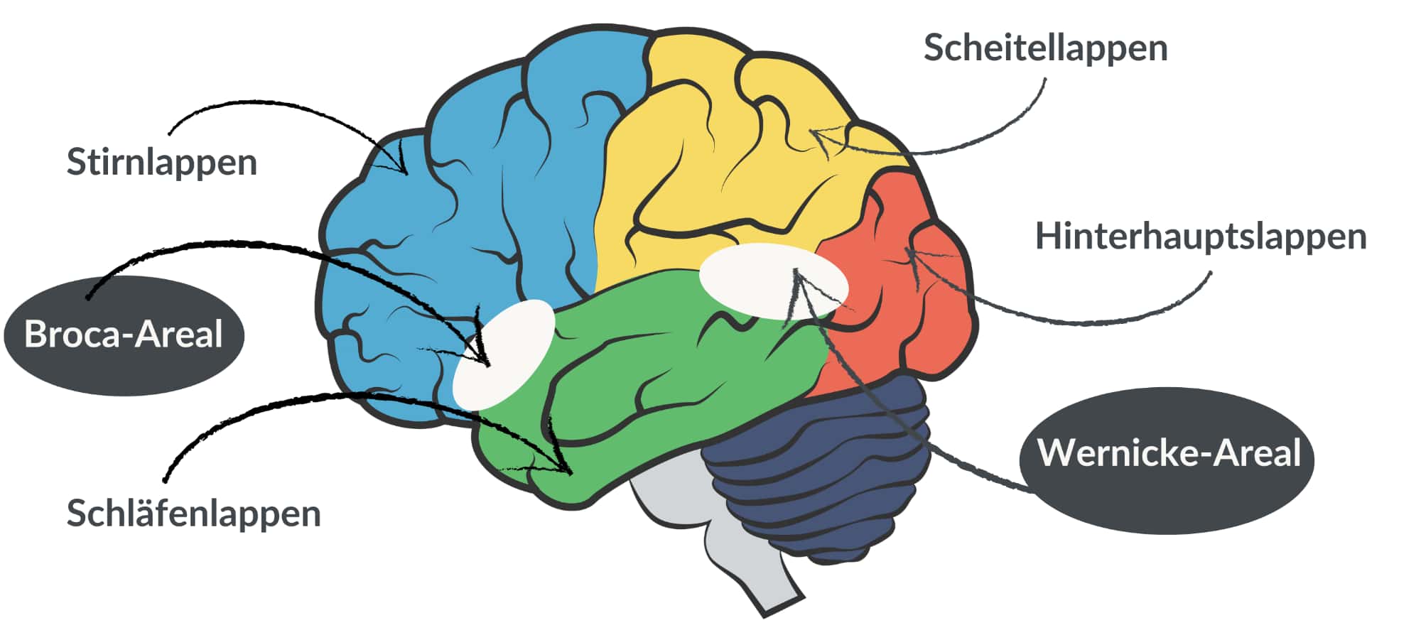 Menschliches Gehirn mit Broca- und Wernicke-Areal
